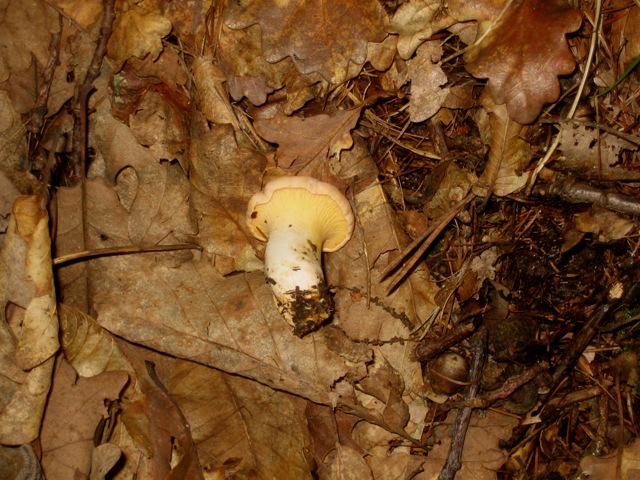 funghi fotografati sotto castagno